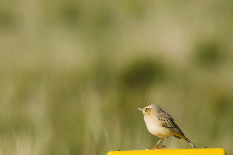 Pipit rousseline dans la Crau